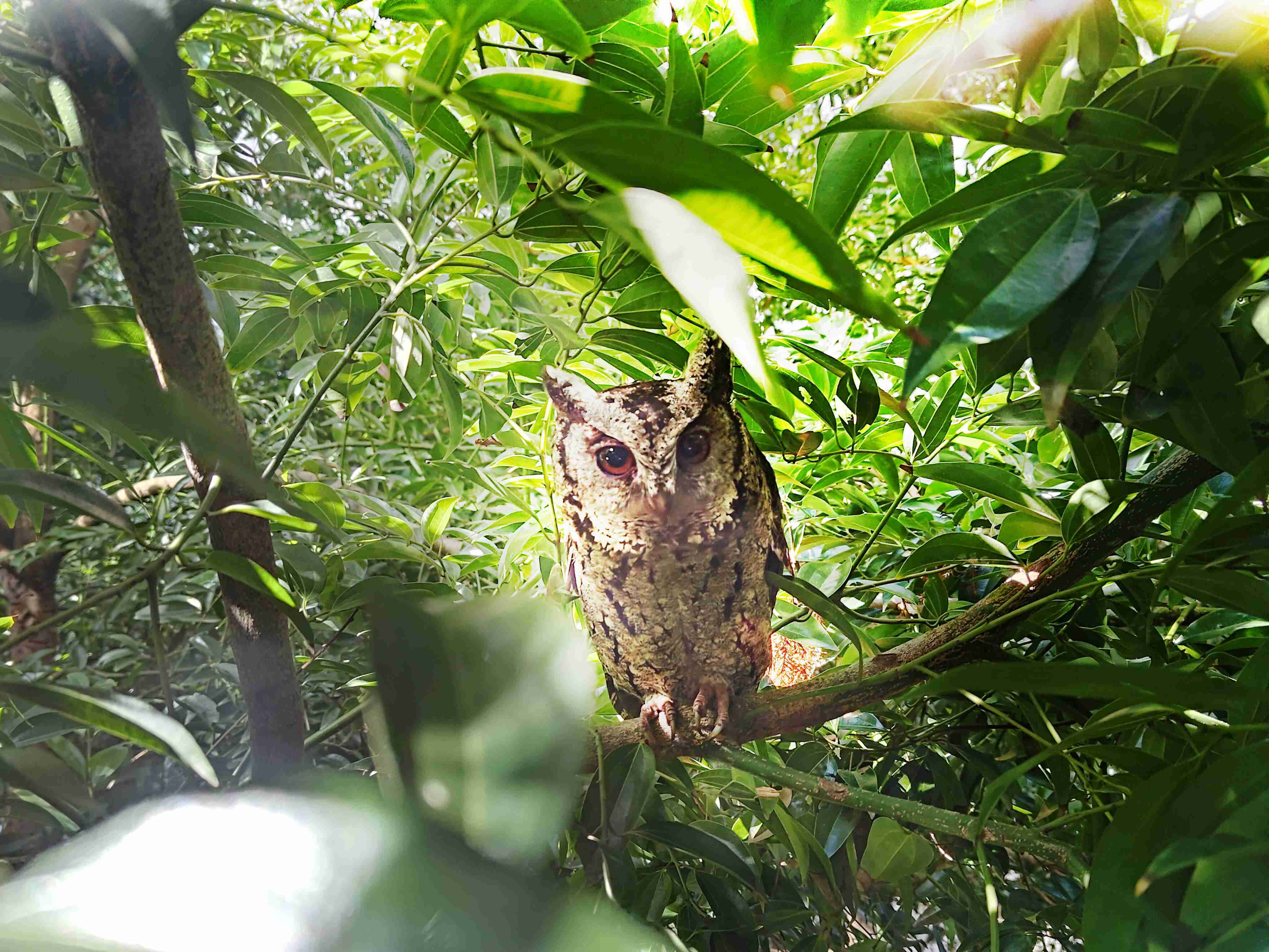 蓝狮在线致力提倡净零绿生活，，，16年以来在全球各厂区植树逾百万棵，，，造就各厂区树木蔚然成林，，，犹如森林工厂，，成为许多生物的栖息地